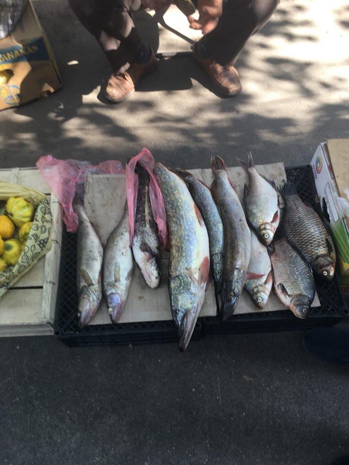За неделю Киевский рыбоохранный патруль зафиксировал 52 нарушения (фото)