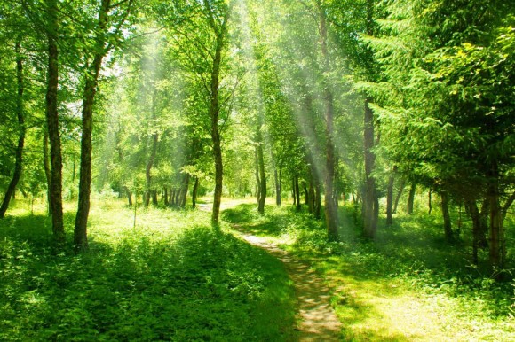 Прокуратура Киевщины хочет вернуть государству земли лесного фонда на 10 млн гривен