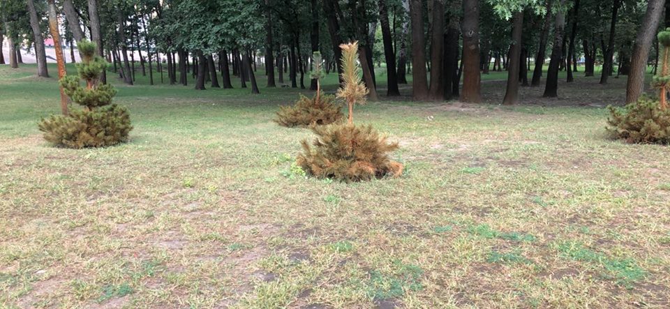 В киевском парке “Наталка” из-за грязной воды из Днепра камни и деревья покрылись ржавчиной