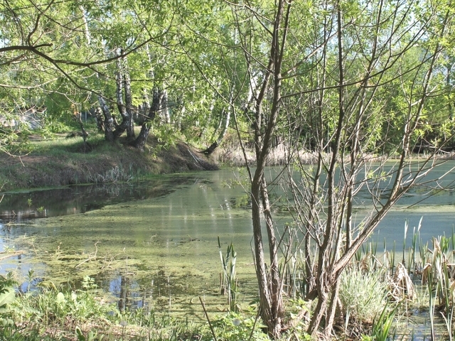 Благоустройство озера Подборная отдали компании, которая ранее чистила частные озера