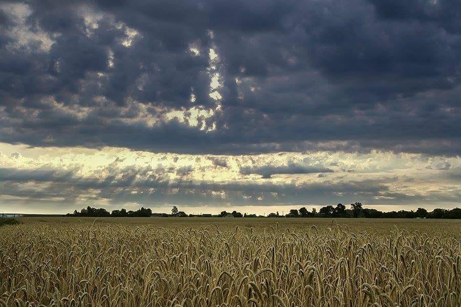 На Киевщине собрано почти 1,5 млн тонн урожая зерновых и зернобобовых
