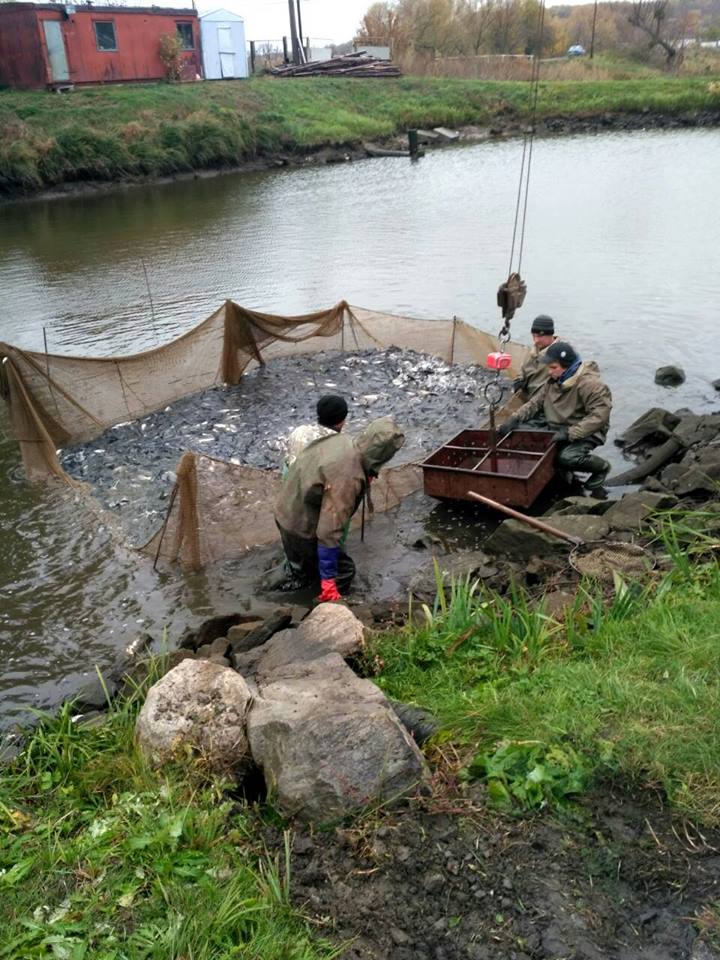 Водохранилище на Киевщине пополнилось 6 тоннами рыбы (фото)