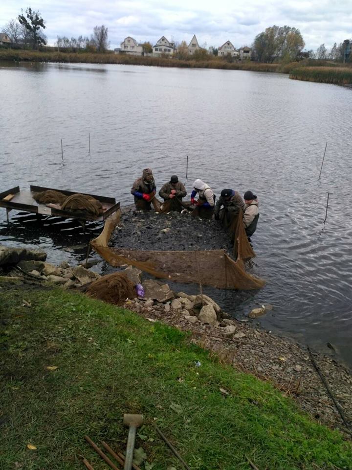 Водохранилище на Киевщине пополнилось 6 тоннами рыбы (фото)