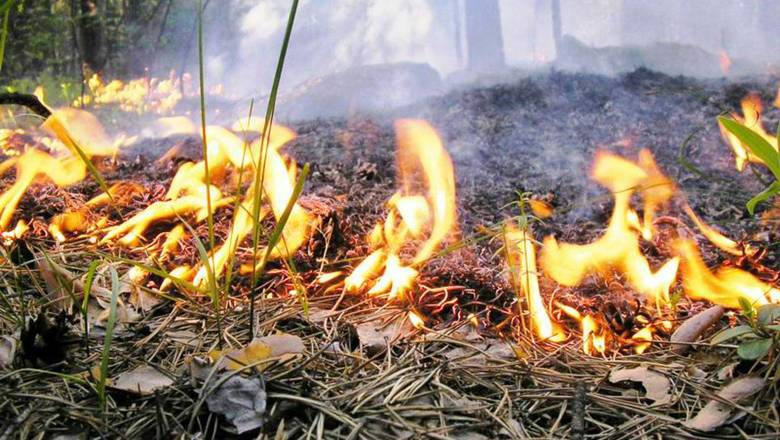 Киевлян предупредили о высоком уровне пожарной опасности на выходных