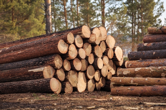 Кличко просят предупредить массовую вырубку здоровых деревьев в лесах КП “Дарницкое лесопарковое хозяйство”