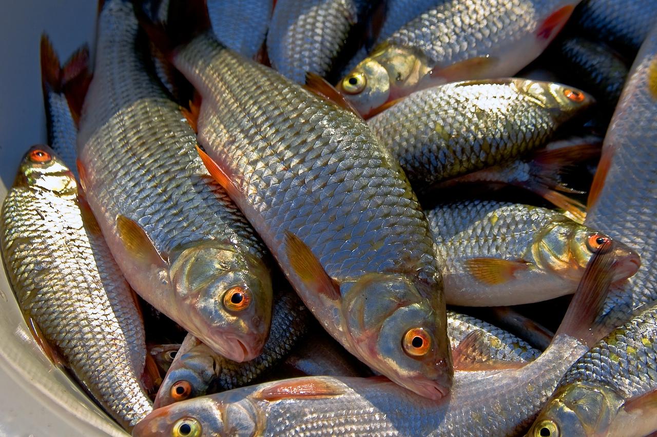 С начала года товарно-рыбные хозяйства Киева и области выловили 148 тонн рыбы