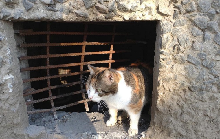 В экологической комиссии потребовали срочно открыть подвалы для доступа котам