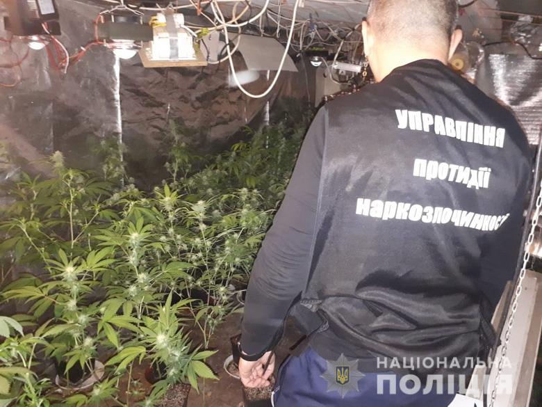 Полиция Киева разоблачила наркогруппировку, которая занималась выращиванием и сбытом марихуаны (фото, видео)