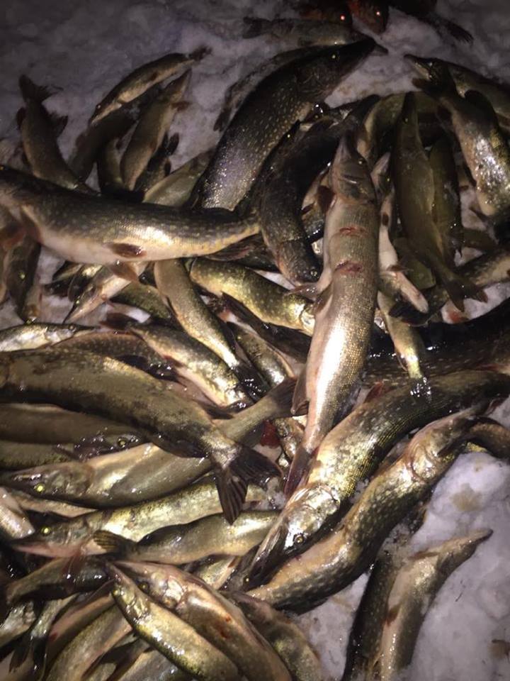 Браконьеры выловили сетями 300 кг рыбы на Киевщине - прокуратура