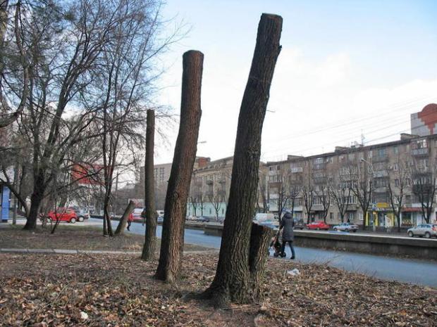 Киевсовет установил мораторий на омолаживающую обрезку деревьев