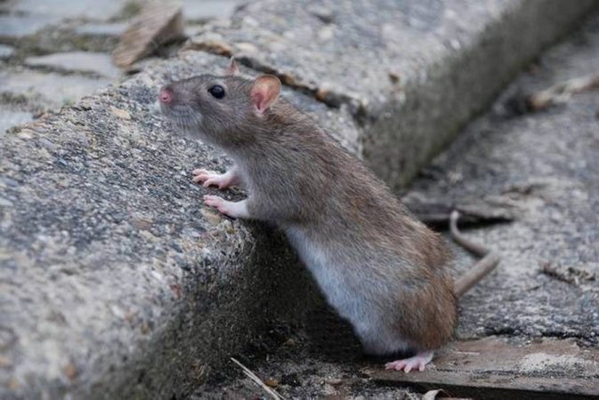В центре Киева бешеная крыса укусила женщину