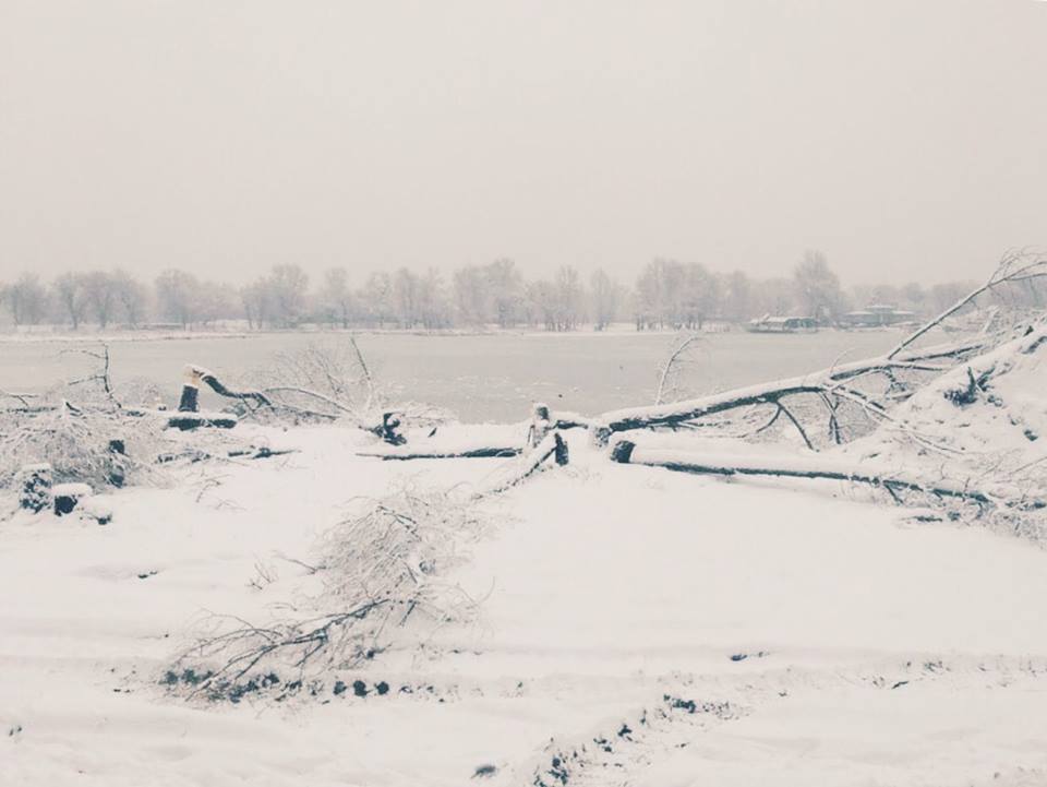 В зоне отдыха на берегу Галерного залива в Киеве неизвестные уничтожили деревья