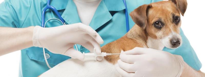 В Оболонском районе Киева от бешенства будут вакцинировать домашних животных (расписание)