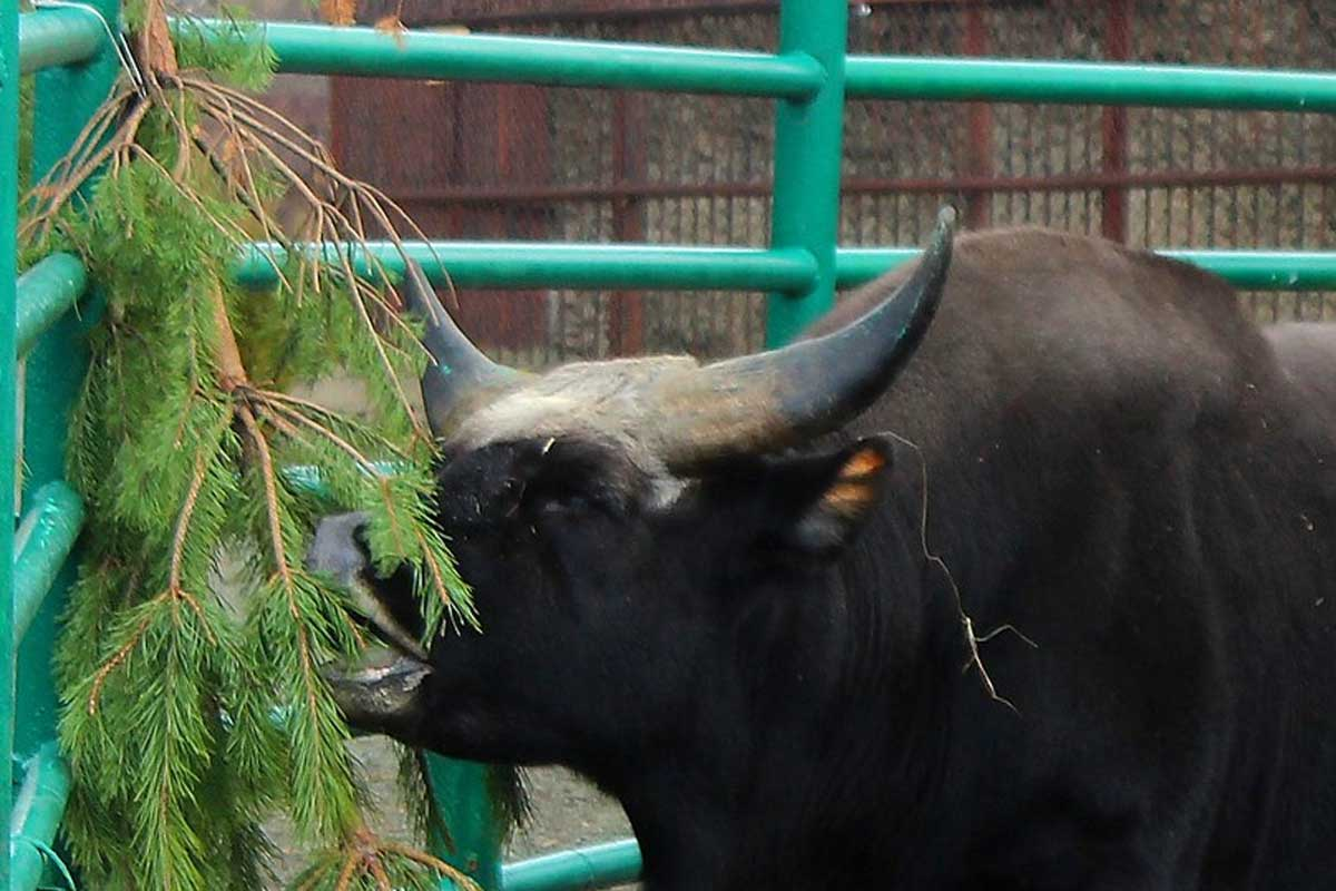 Киевлян просят не везти новогодние елки в зоопарк