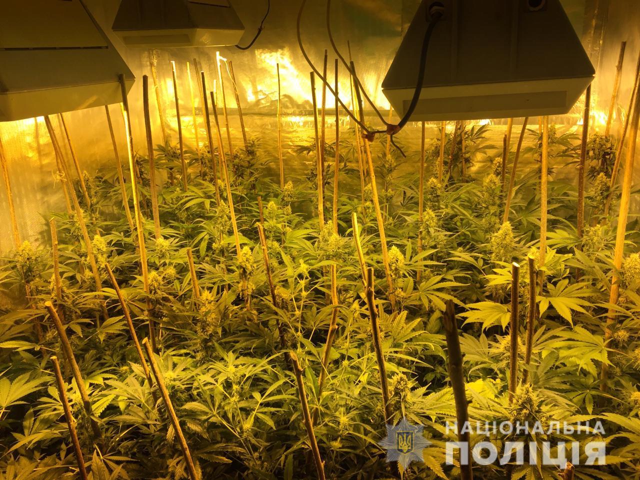 У жителя Киевщины изъяли марихуаны на 2 миллиона гривен