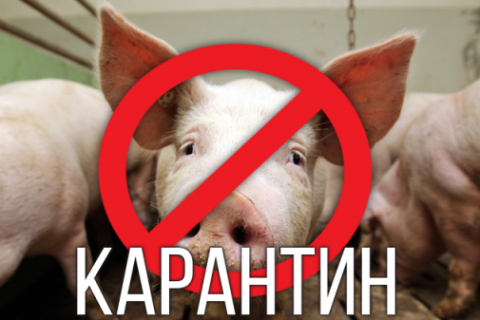 На Киевщине объявлен карантин из-за африканской чумы свиней