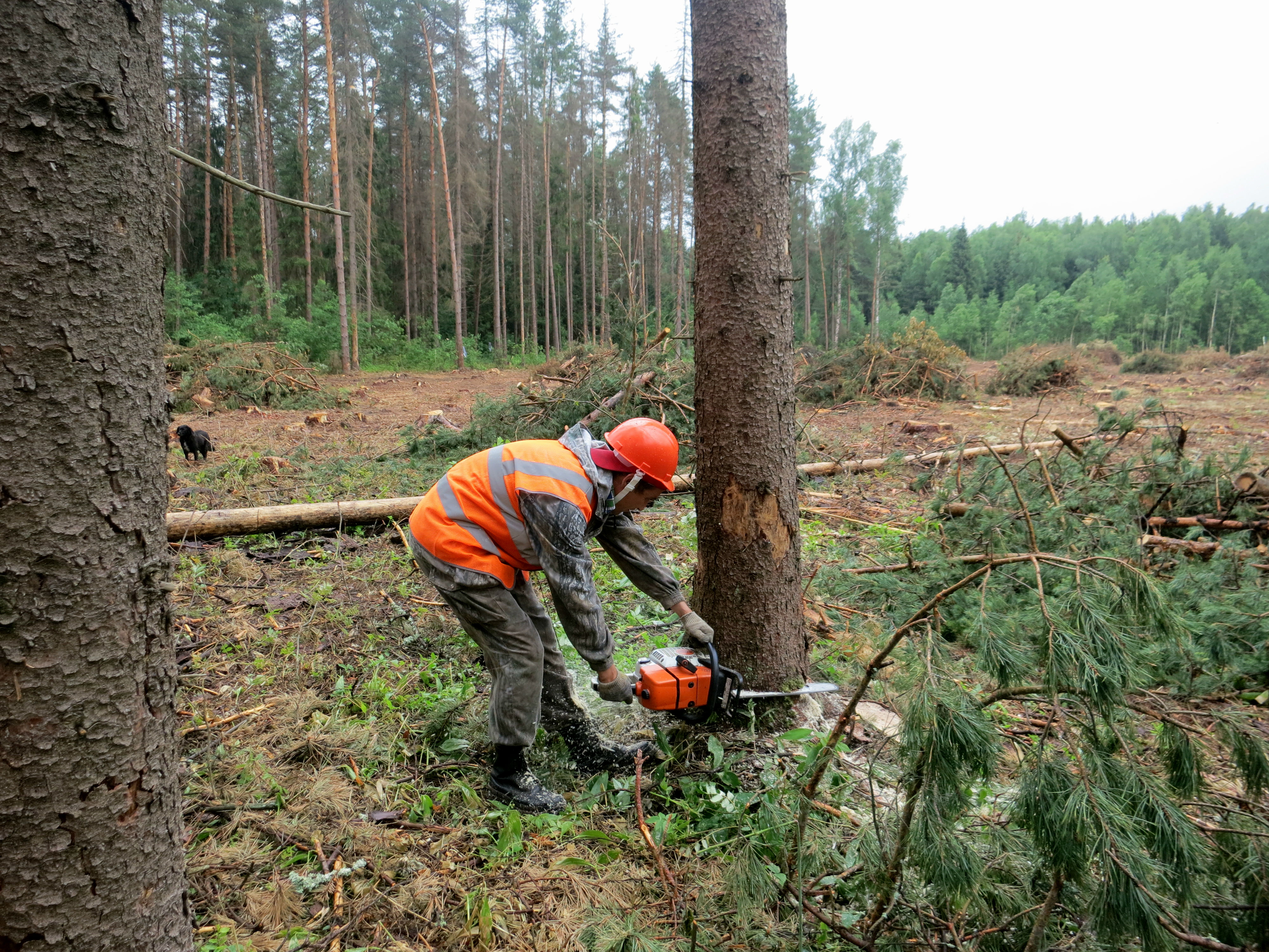 В Бориспольском районе под санитарную вырубку пойдут более 11 га леса