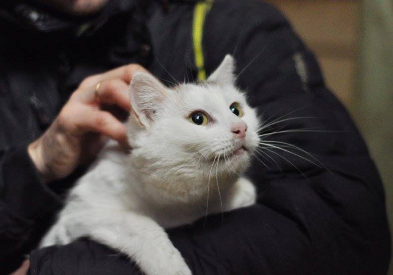 Пушистые коты из “Сириуса” нуждаются в уютном доме