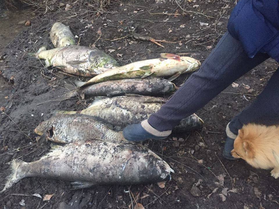 На Русановском озере в Киеве массово гибнет рыба (видео)