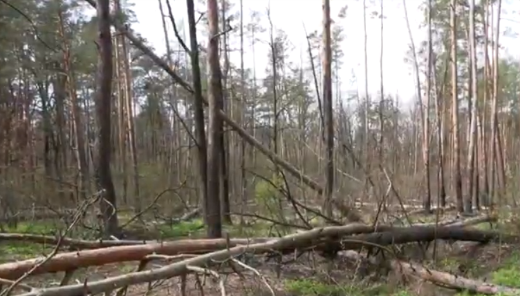 Беличанский лес уже пять лет является частью Национального парка, но пребывает в заброшенном состоянии (видео)