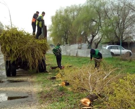 В Дарницком районе Киева неизвестные спилили 55 тополей (фото)