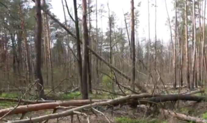 За 16 лет Киево-Святошинский район потерял десятую часть лесов