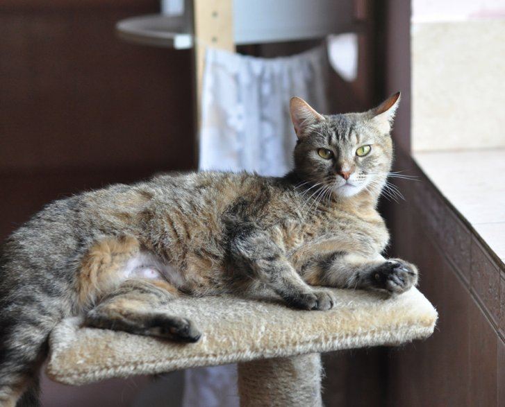 Милым кошкам из “Сириуса” нужен уютный дом