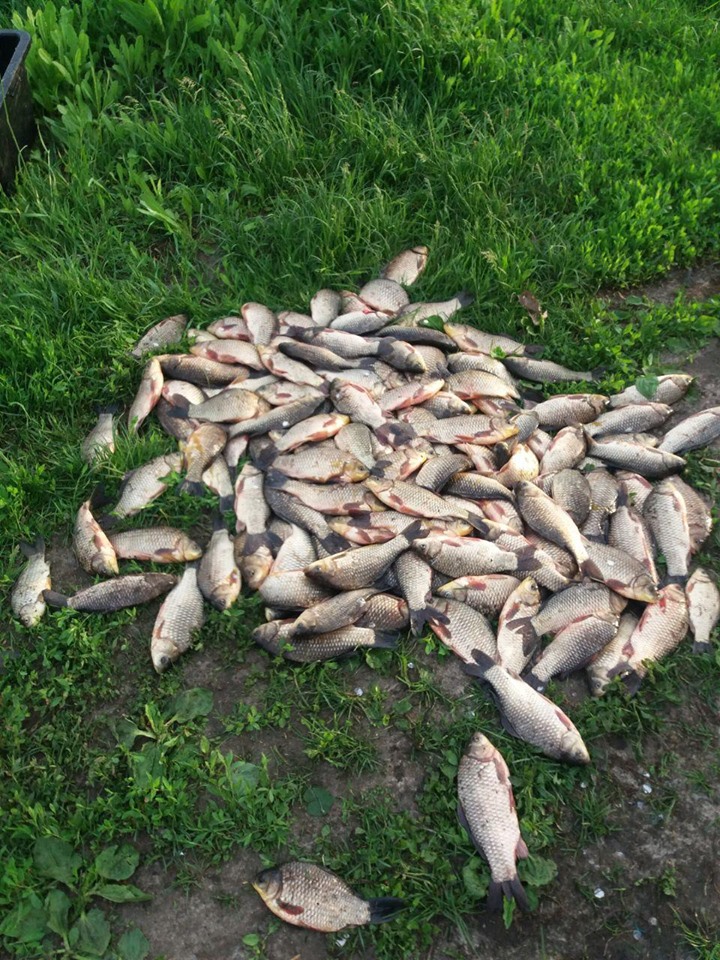 Киевский рыбоохранный патруль за неделю изъял у браконьеров 38 кг биоресурсов