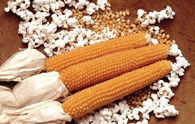 На Киевщине задержали груз кукурузы для попкорна из США с карантинным заболеванием