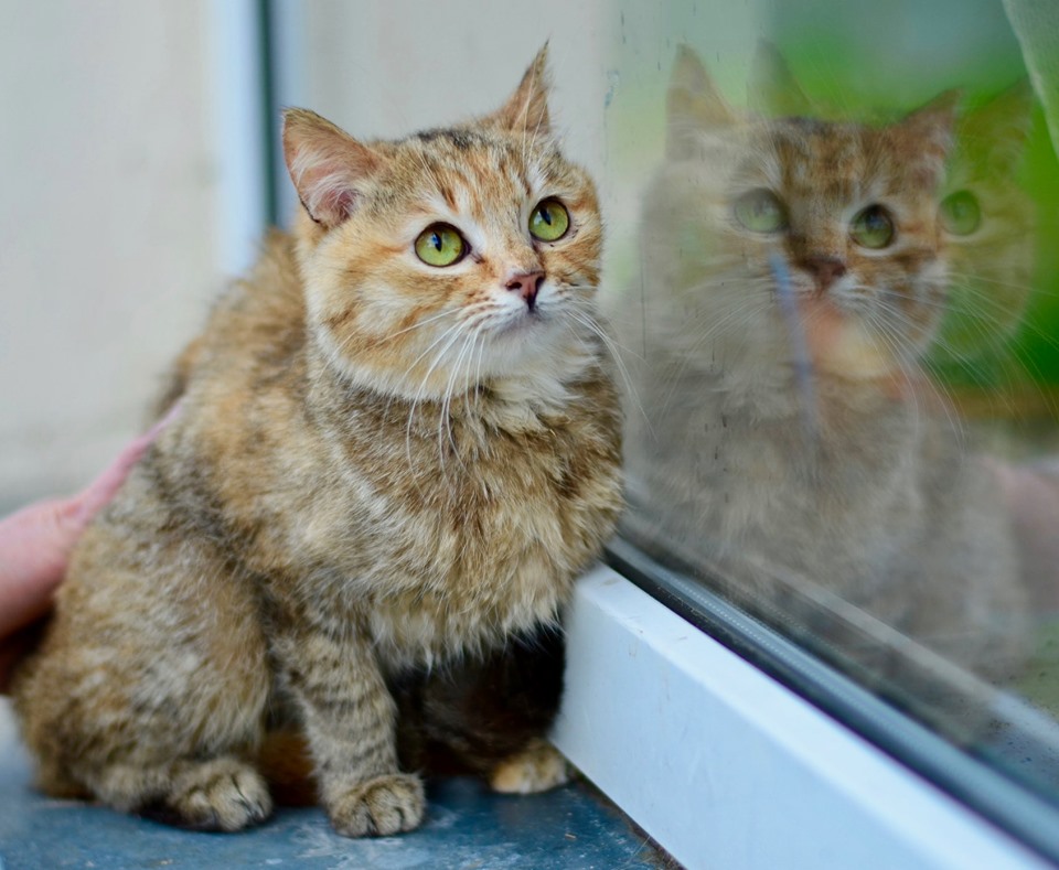 Котам из приюта “Сириус” ищут заботливого хозяина