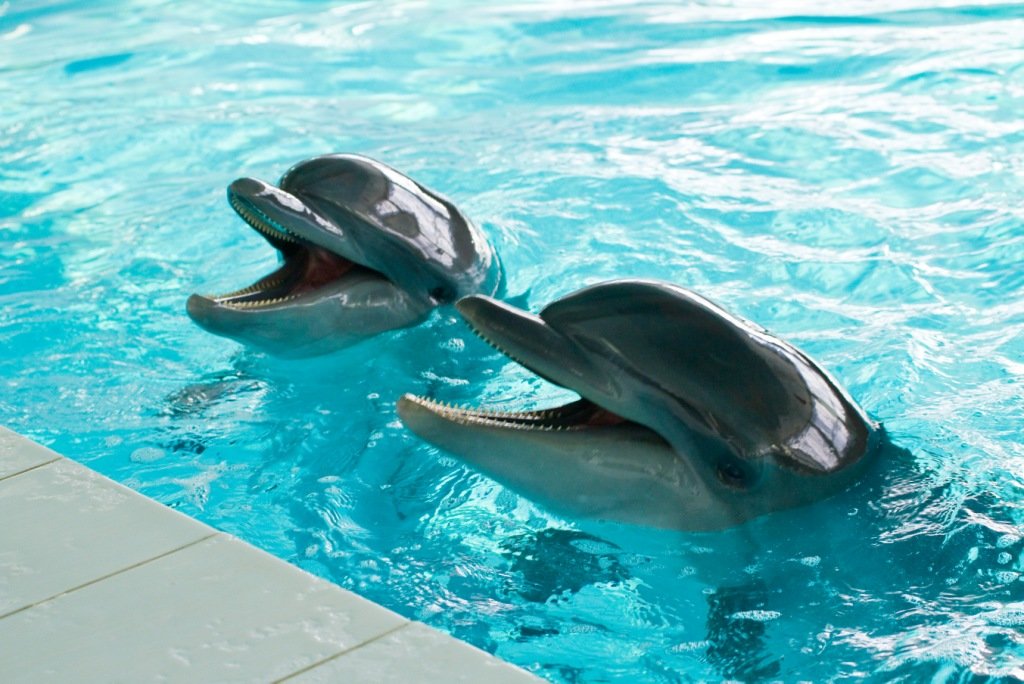 На территории ТРЦ Art-Mall в Киеве строится новый дельфинарий