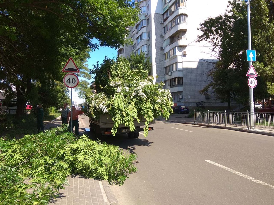 На Подоле в Киеве вокруг дорожных знаков обрезали деревья (фото)