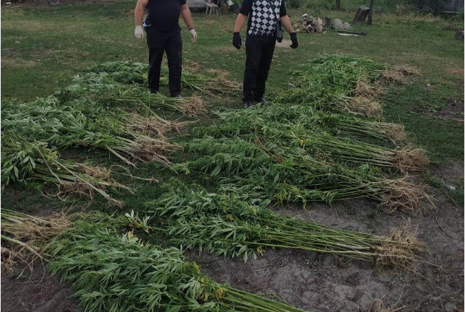 Полиция в частном домохозяйстве в Макаровском районе Киевщины обнаружила плантацию конопли (фото)