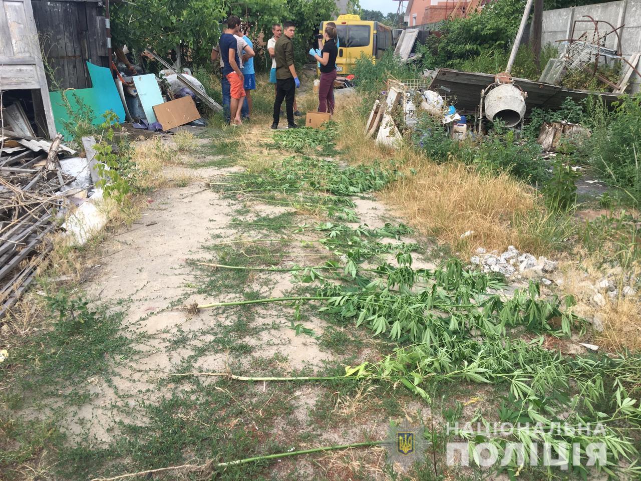 На Киевщине правоохранители в рамках операции “Мак” ликвидировали незаконные посевы конопли и мака (фото)