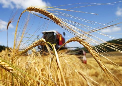 Фермерские хозяйства Киевщины могут получить денежную помощь от государства