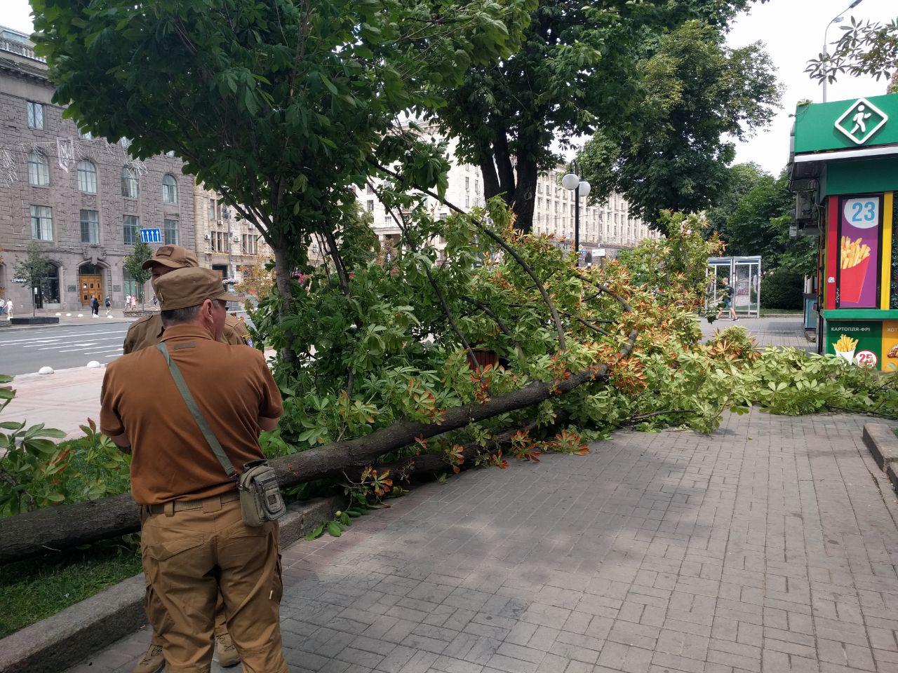 Сильный ветер повалил каштан на Крещатике напротив здания КГГА (фото)