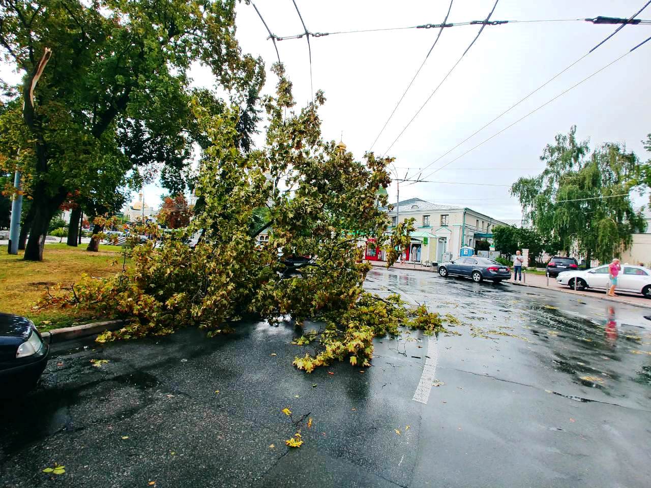 Ураганный ветер 8 августа в Киеве повредил почти три сотни деревьев (фото)