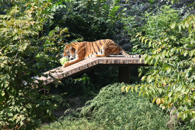 До конца недели в Киевском зоопарке будут проходить Дни арбуза (видео, расписание)