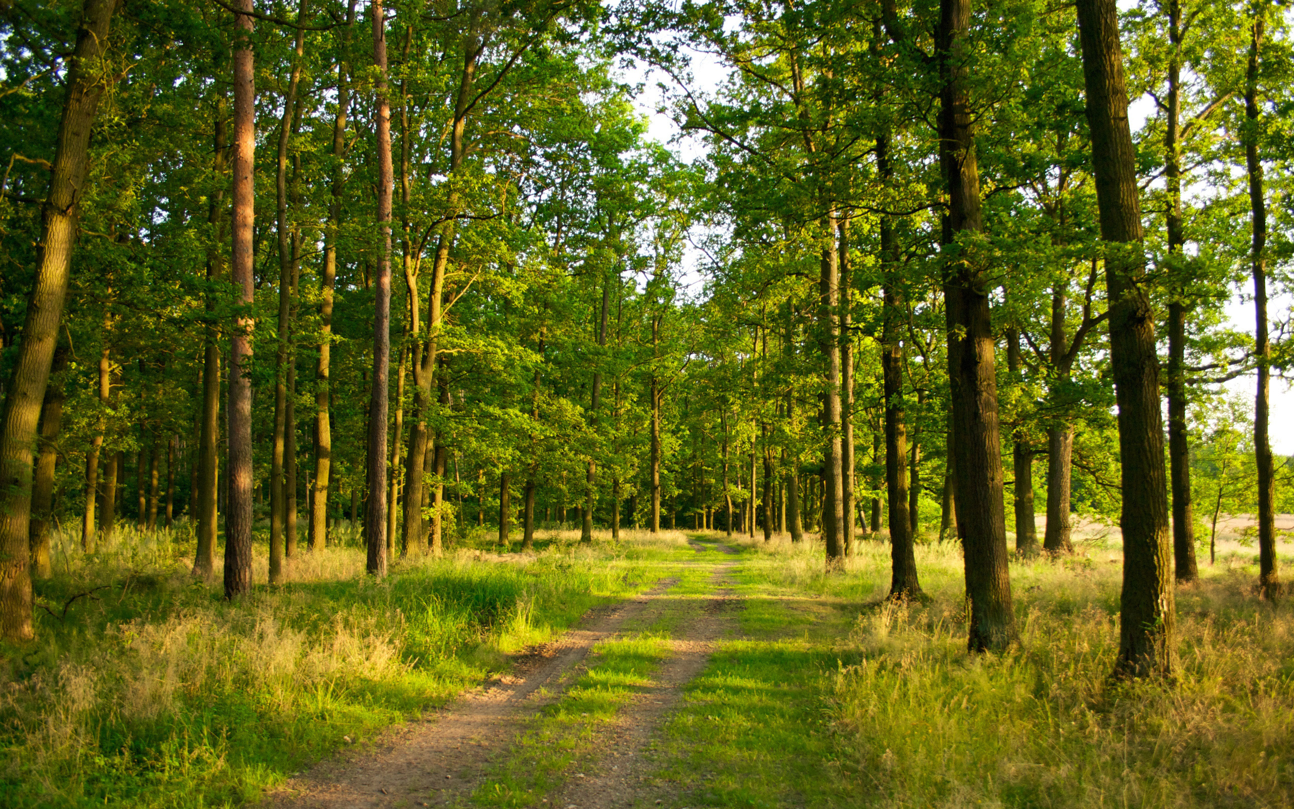 В собственность государства вернулись 26 га леса на Киевщине