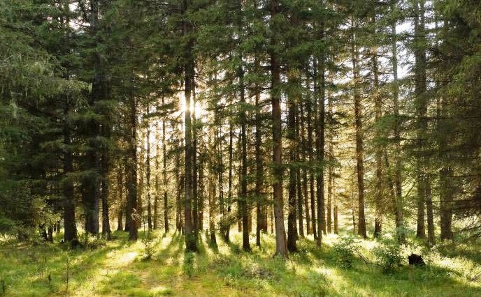 Прокуратура оспаривает в суде передачу в аренду почти 37 га леса в Белоцерковском районе