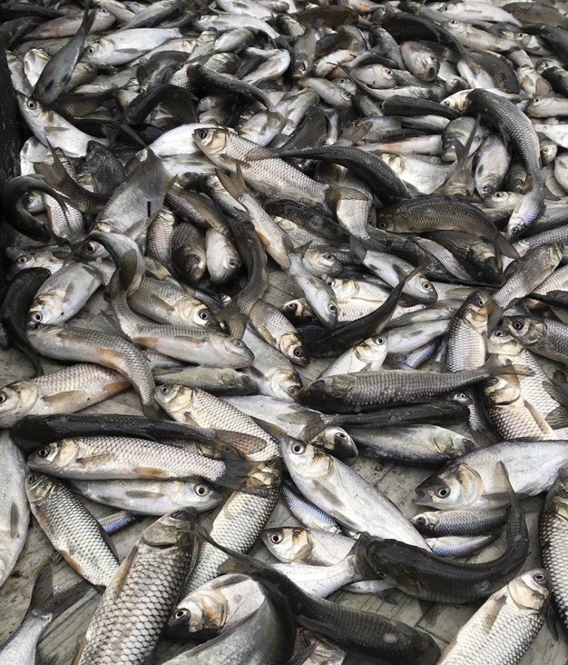 Водоемы Киевщины пополнили почти 15 тоннами рыбы (фото)