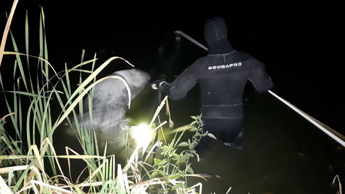 В озере на столичных Осокорках утонул конь (фото)