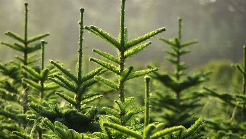 “Киевзеленстрой” объявил о начале кампании по предупреждению самовольной вырубки елок в предновогодний период