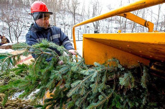 В столице заработали 15 пунктов приема на переработку новогодних елок (адреса)