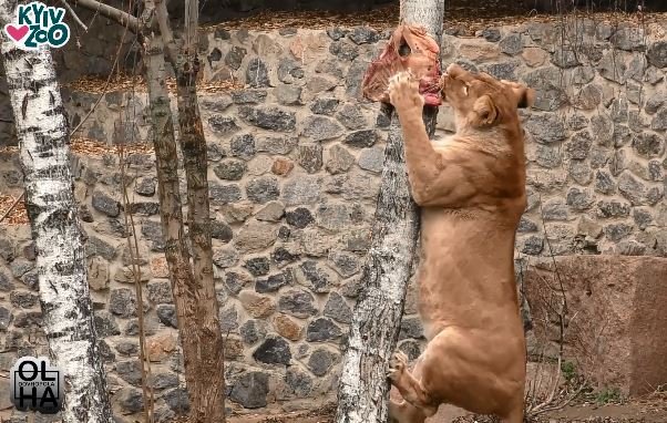 В Киевском зоопарке отмечают день рождения четырех львов (видо)