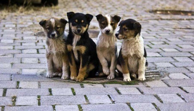 Более 8 тысяч бездомных котов и собак стерилизовали в прошлом году в Киеве