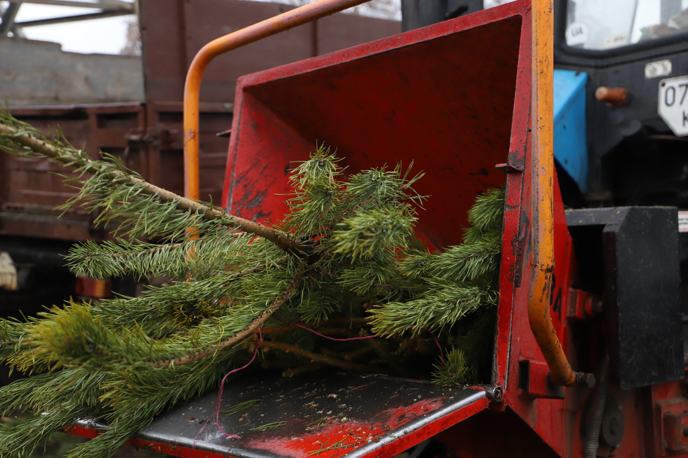 Новогодние елки в Киеве можно будет утилизировать до 1 февраля