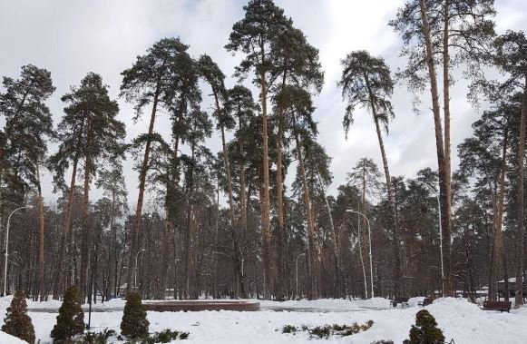Столичным властям предлагают создать заповедную зону в Дарницком лесопарке