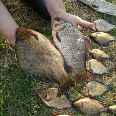 За вылов краснокнижной рыбы житель Киевщины поплатился штрафом