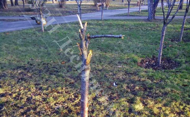 Вандалы изуродовали деревья в трех зеленых зонах Деснянского района Киева (фото)